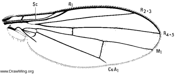 Mallochomyza citreifrons, wing