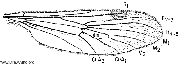 Cramptonomyia spenceri, wing