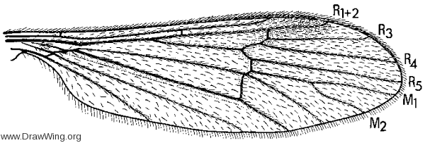 Ormosia (Ormosia) manicata, wing