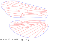 Diplectrona modesta, wings
