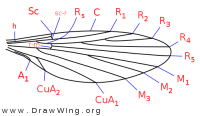 Phlebotominae, wing