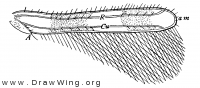 Aeolothrips nasturtii, fore wing