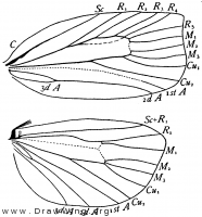 Archips cerasivorana, wings