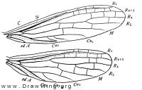 Clothoda nobilis, wings