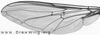 Episyrphus balteatus, wing
