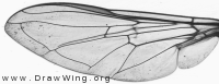 Eupeodes lundbecki, wing