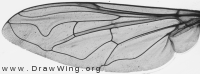 Helophilus pendulus, wing