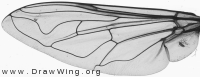 Helophilus trivittatus, wing
