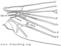 Mnemonica, base of hind wing 