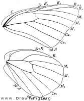 Pontia protodice, wings