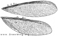 Zootermopsis angusticollis, wings