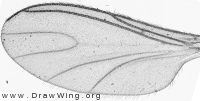 Bradysia, wing