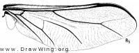 Acrocera bulla, wing