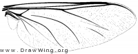 Ogcodes albiventris, wing