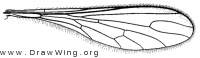 Leptopteromyia americana, wing