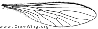 Psilonyx annulatus, wing