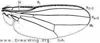 Canacea macateei, wing