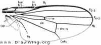 Hemeromyia, wing