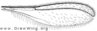 Isocolpodia graminis, wing