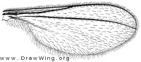 Thecodiplosis piniresinosae, wing