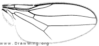 Siphunculina striolata, wing