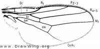 Neoscinella gigas, wing