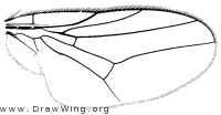 Rhodesiella brimleyi, wing