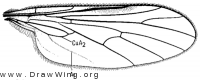 Hilara femorata, wing
