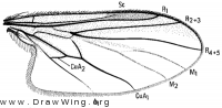 Bicellaria uvens, wing