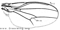 Clanoneurum americanum, wing