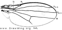 Ilythea spilota, wing