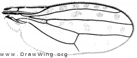 Callinapaea aldrichi, wing