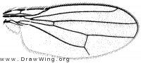 Eutaenionotum guttipennis, wing