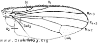Heteromyza oculata, wing
