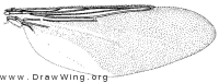 Pseudolynchia canariensis, wing