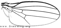 Neophyllomyza quadricornis, wing
