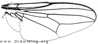 Eusiphona mira, wing