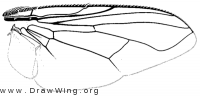 Synthesiomyia nudiseta, wing