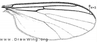 Anatella ciliata, wing