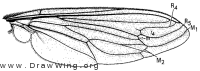 Heteromydas bicolor, wing