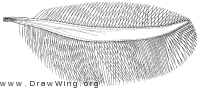 Palaeodipteron walkeri, wing