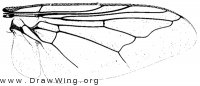 Oestrus ovis, wing