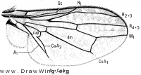 Stictomyia longicornis, wing