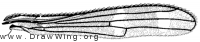 Steneretma laticauda, wing
