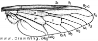 Bequaertomyia jonesi, wing