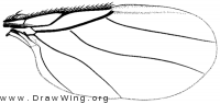 Acontistoptera melanderi,wing