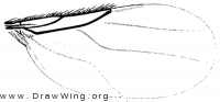 Stenophorina petiolata, wing