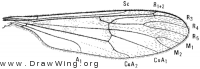 Ptychoptera quadrifasciata, wing