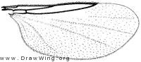 Psectrosciara californica, wing