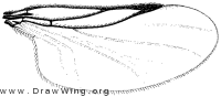 Aspistes, wing